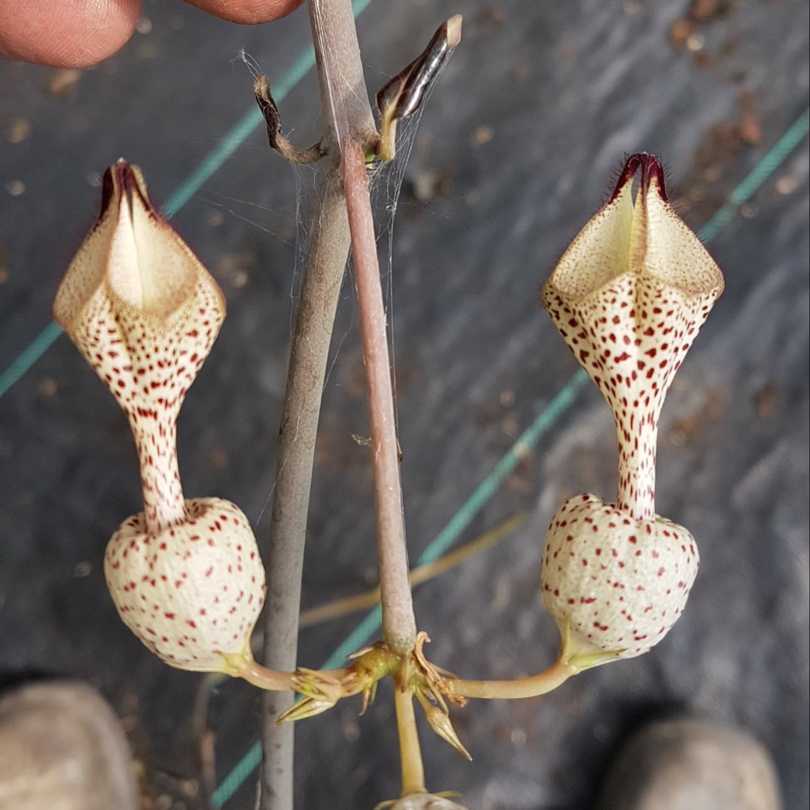 Ceropegia albisepta