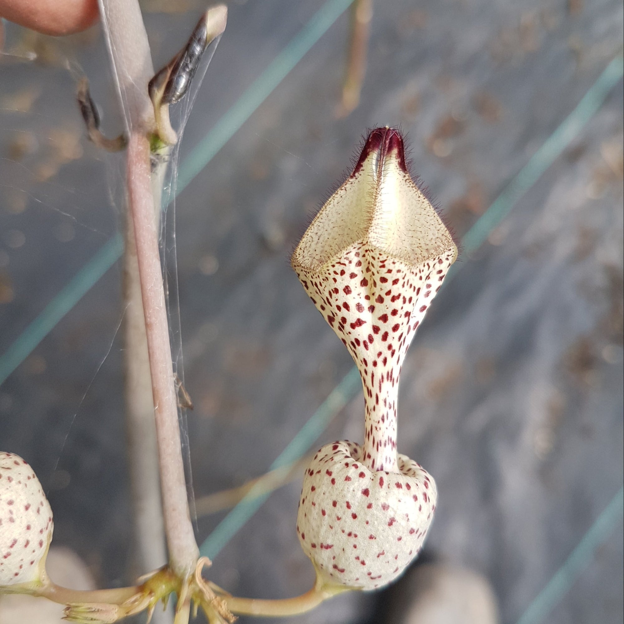 Ceropegia albisepta