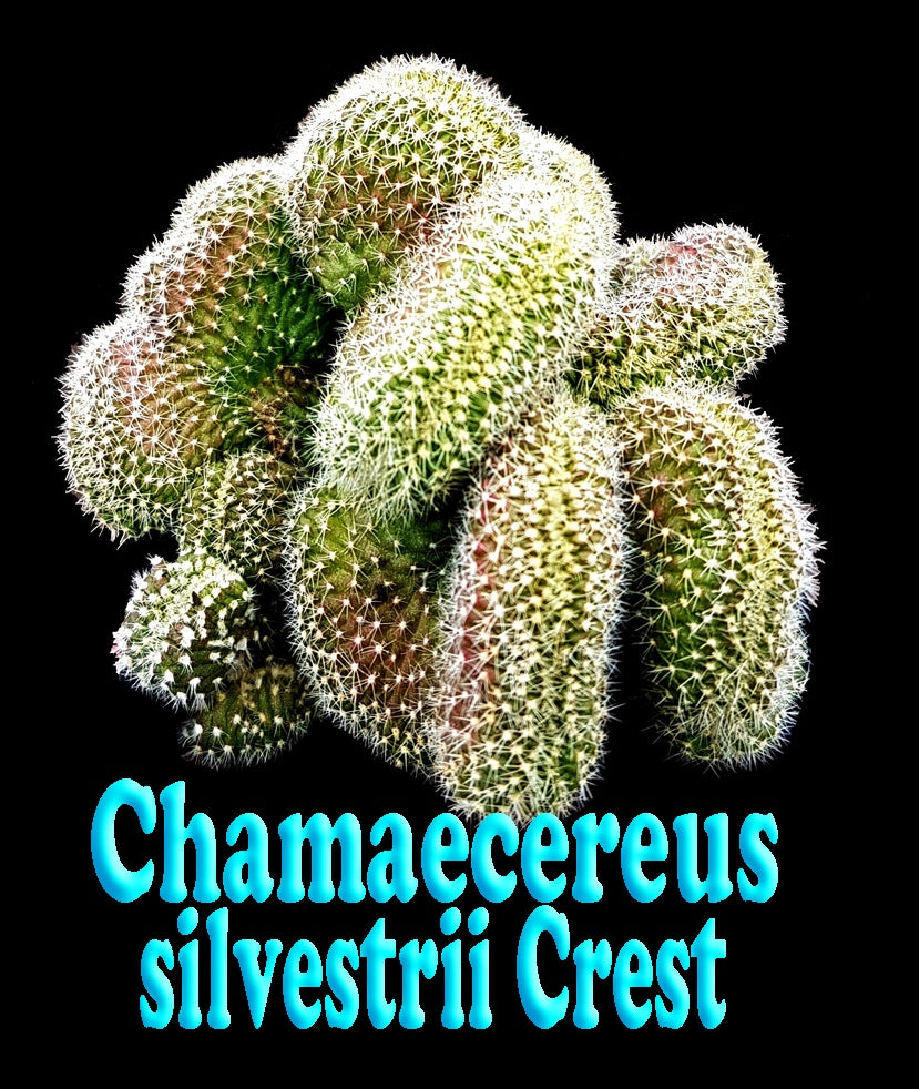 Chamaecereus silvestrii 'Crested'