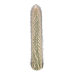 Cleistocactus strausii – Silver Torch Cactus