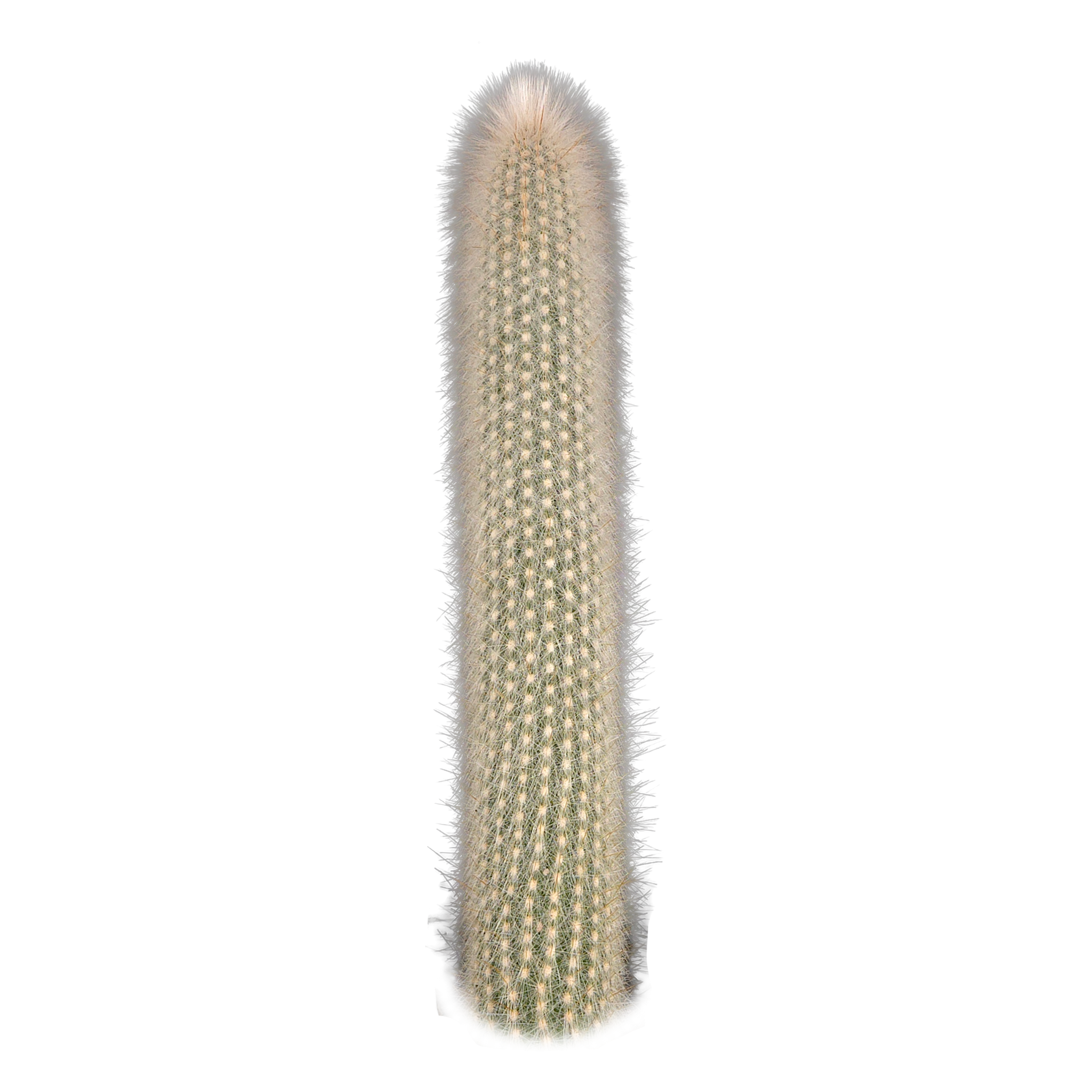 Cleistocactus strausii – Silver Torch Cactus