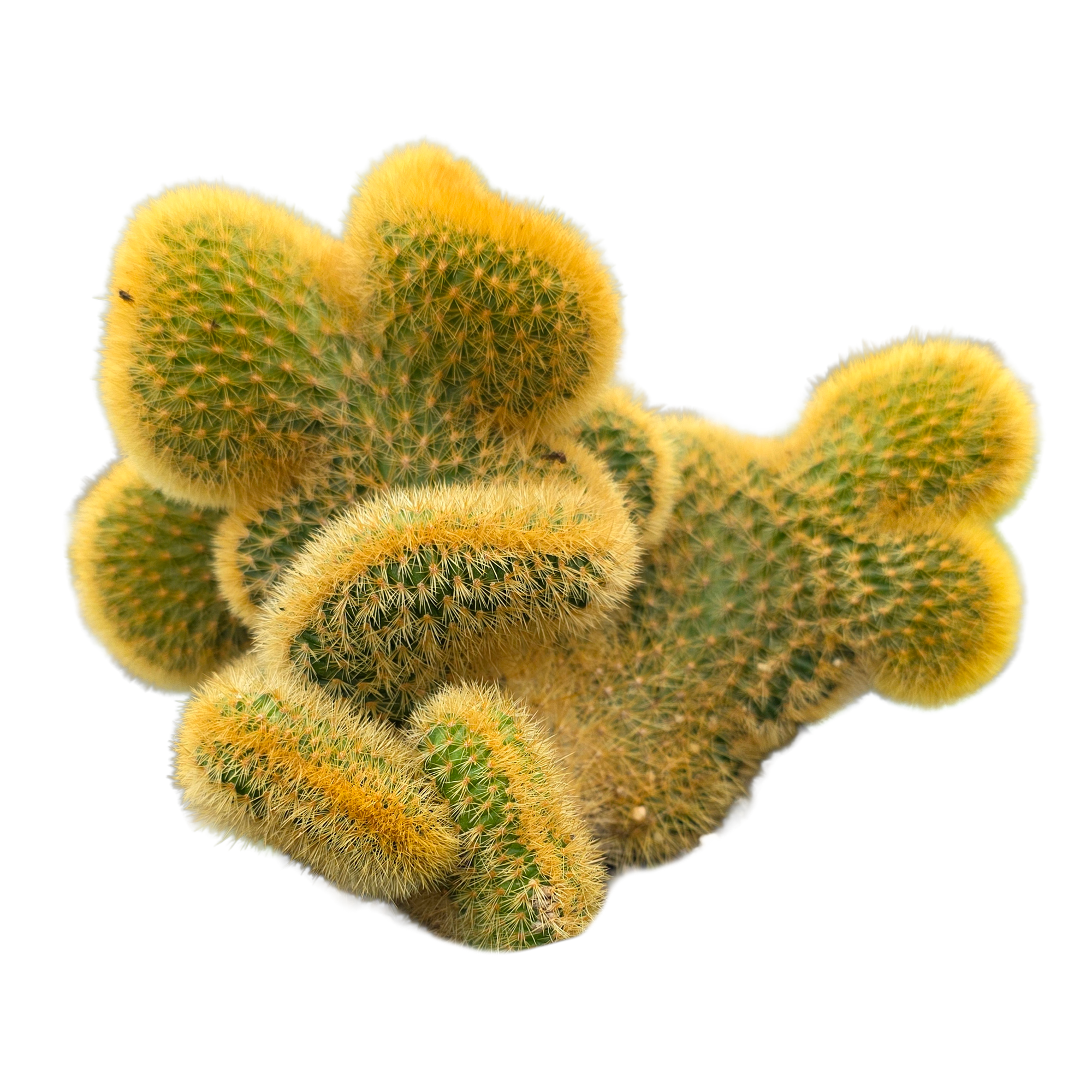 Cleistocactus winteri subsp. aureispina cristata