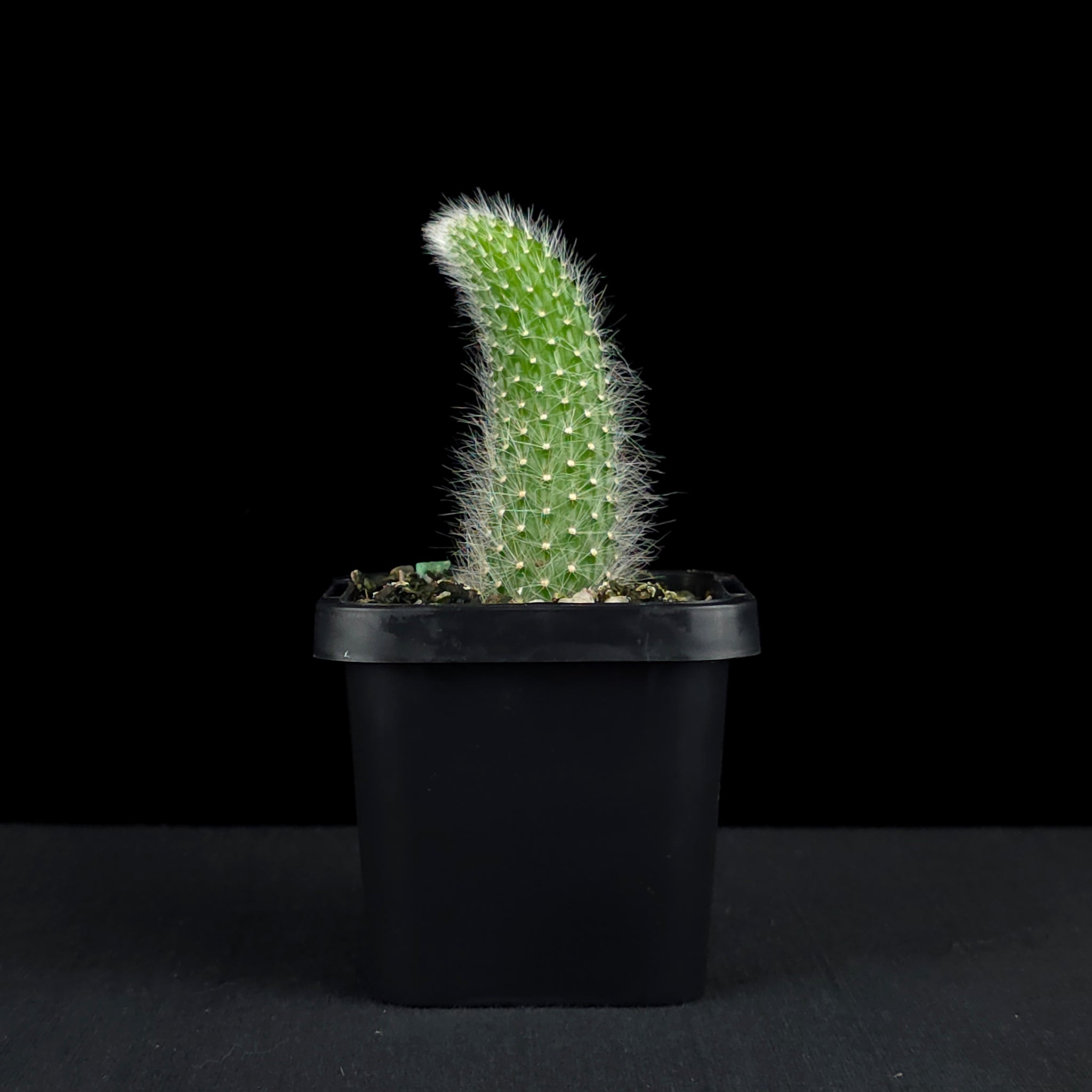 Cleistocactus winteri subsp. colademononis - Monkey's Tail Cactus