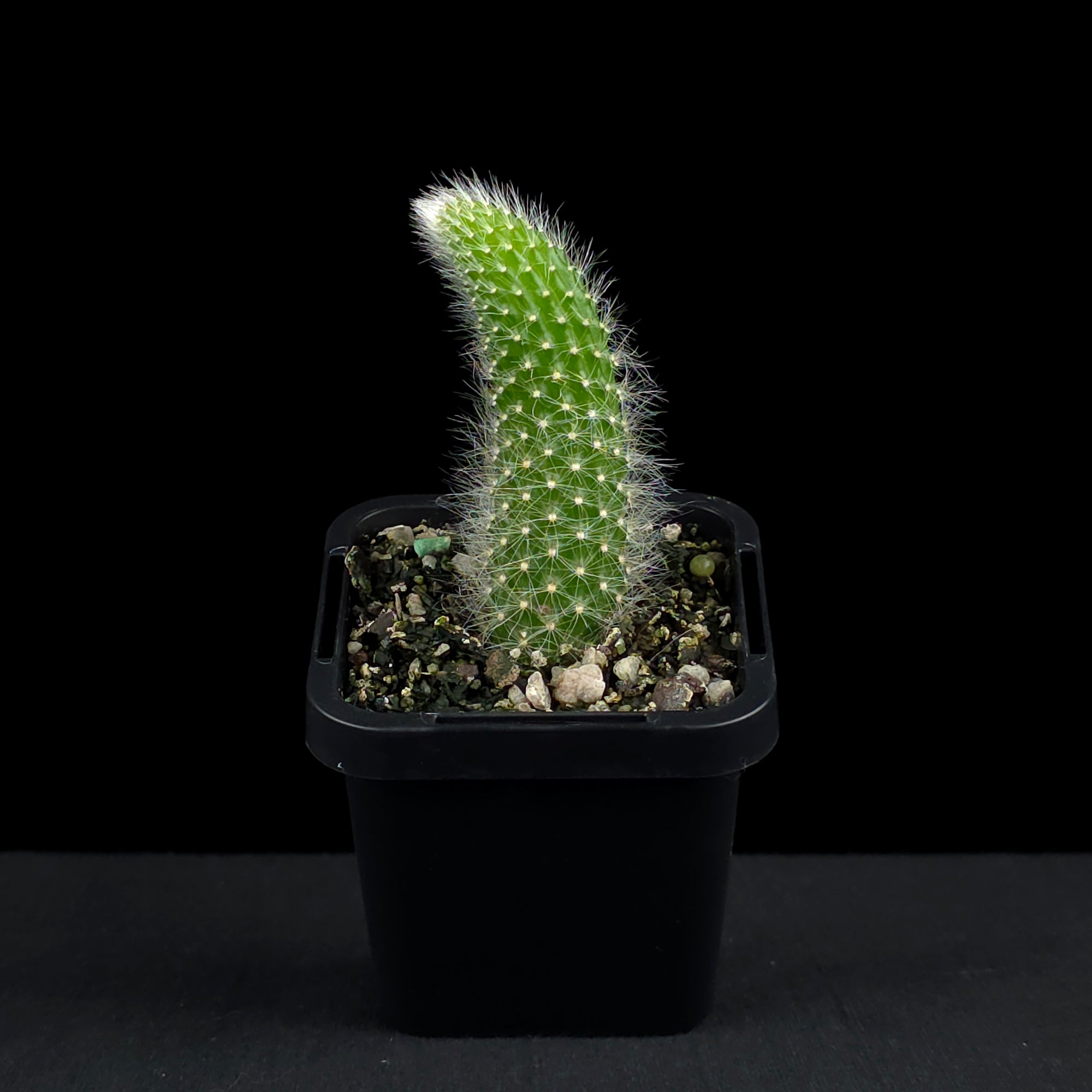 Cleistocactus winteri subsp. colademononis - Monkey's Tail Cactus