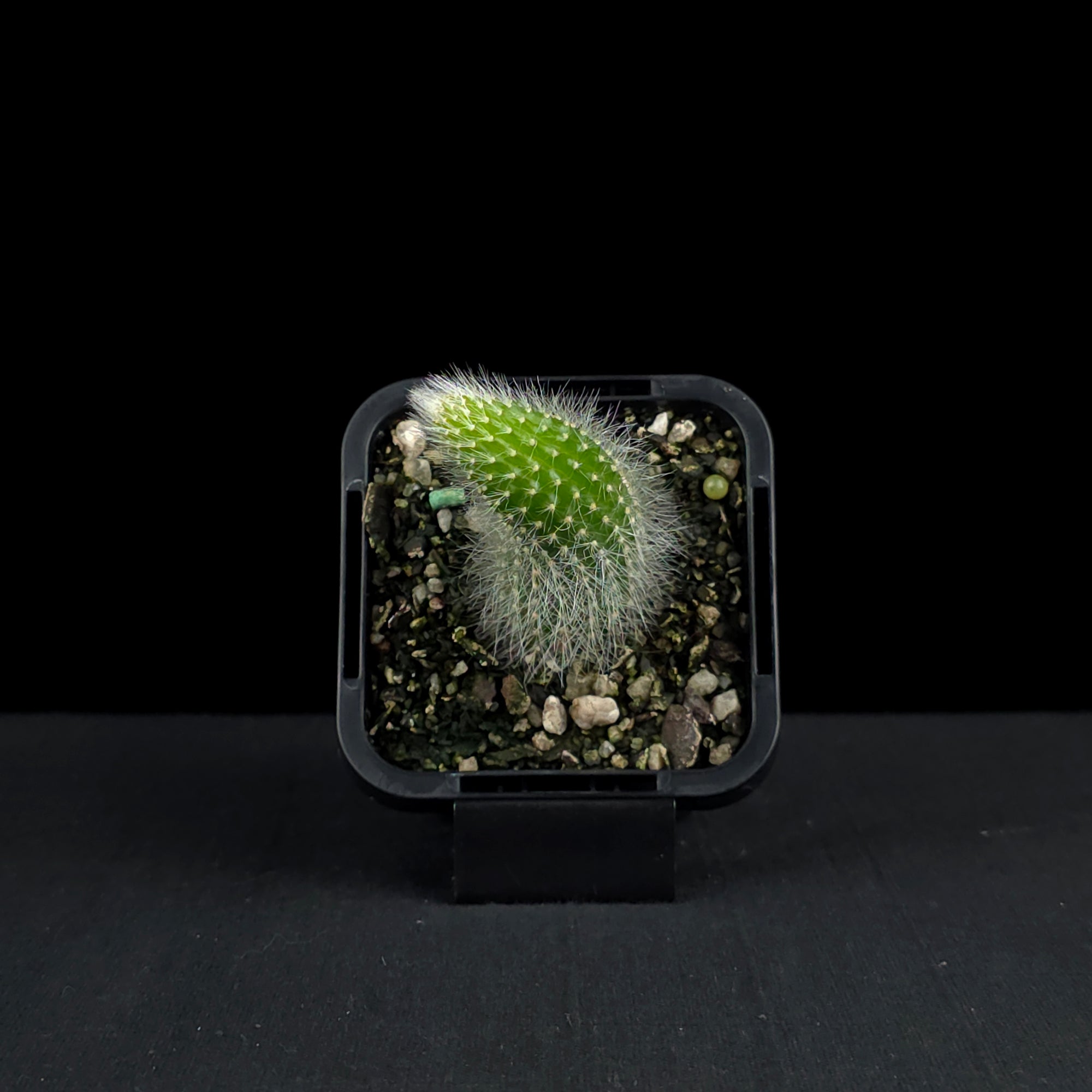 Cleistocactus winteri subsp. colademononis - Monkey's Tail Cactus