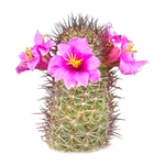 Cochemiea mazatlanensis (Syn. Mammillaria)