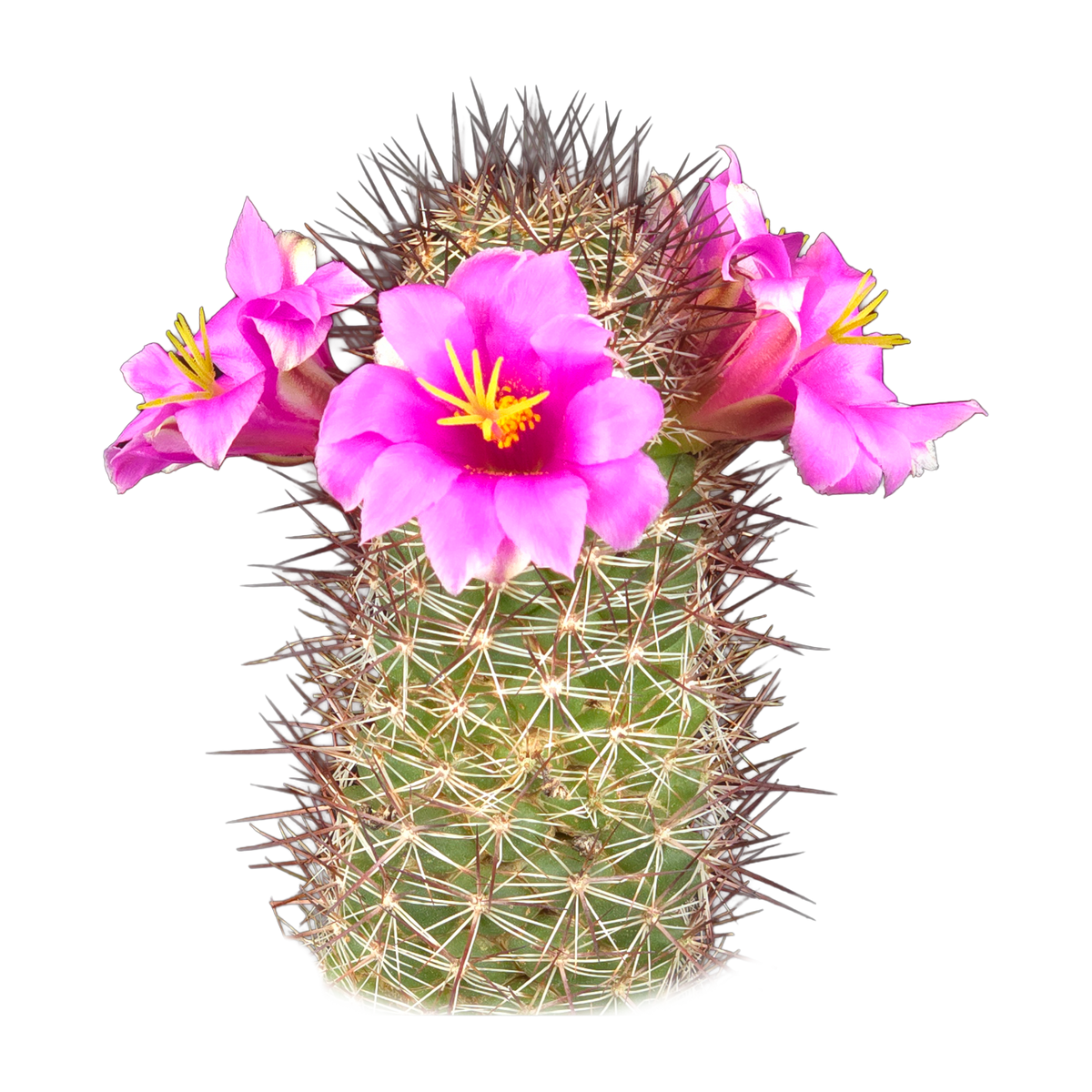 Cochemiea mazatlanensis (Syn. Mammillaria)