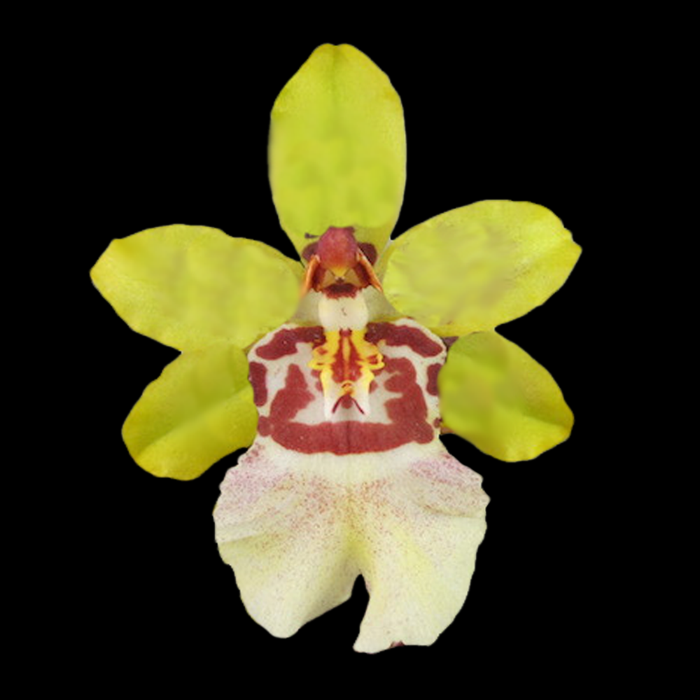 Oncidium Colmanara Cheeta 'Silver'