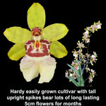 Oncidium Colmanara Cheeta 'Silver'