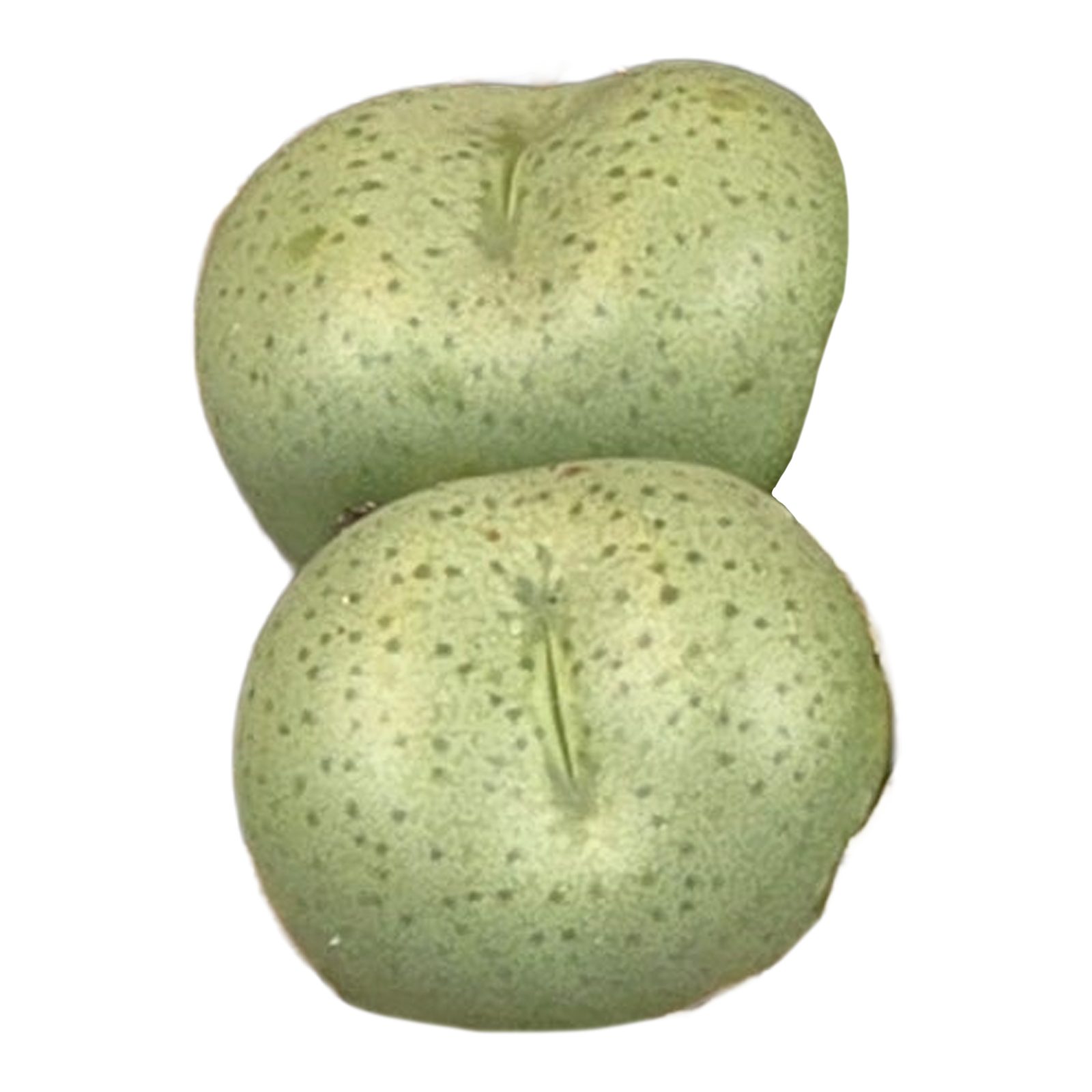 Conophytum truncatum
