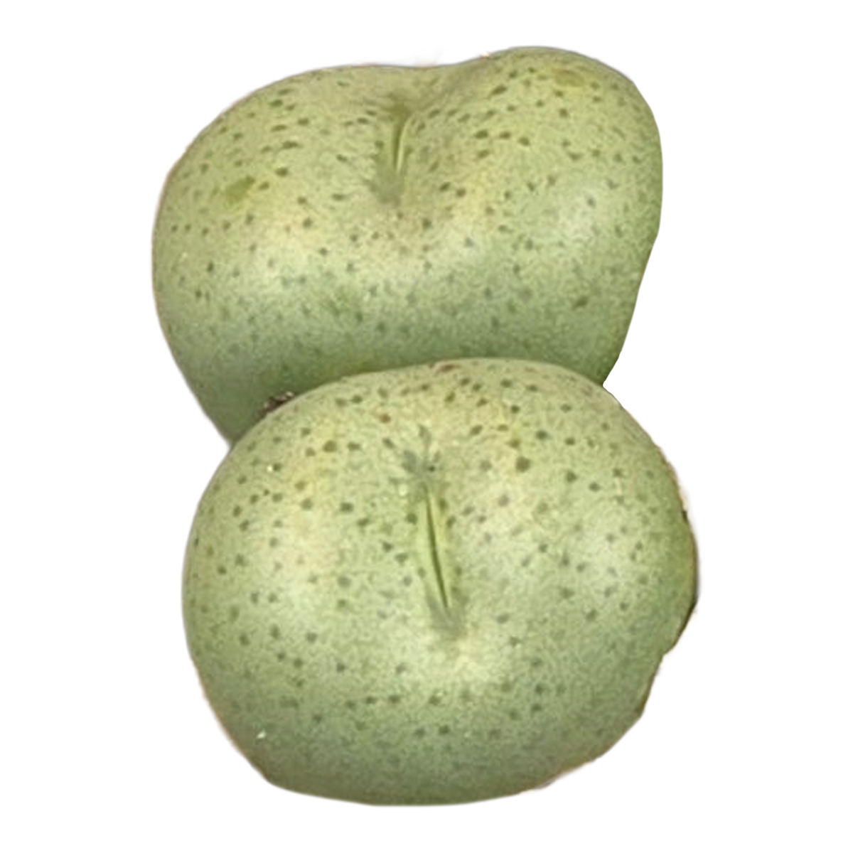 Conophytum truncatum