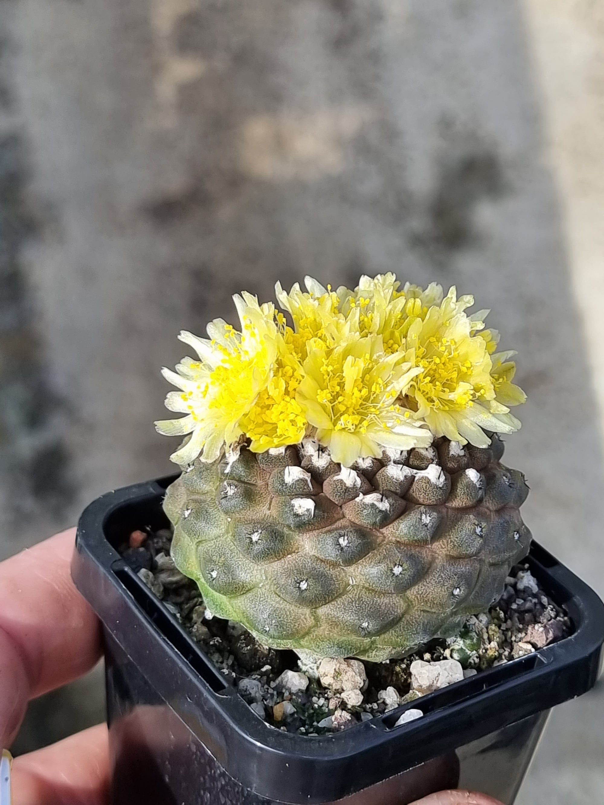 Copiapoa hypogaea