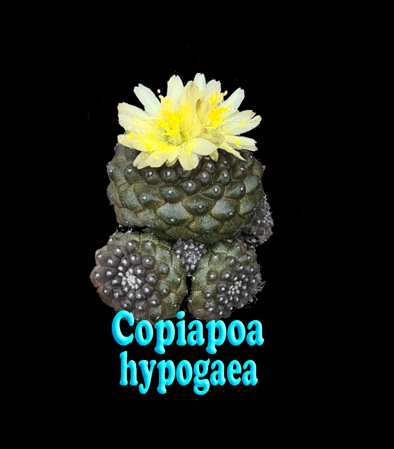 Copiapoa hypogaea