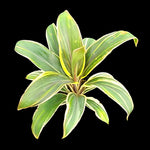 Cordyline fruticosa 'Coffee Compacta' - Dwarf Cordyline