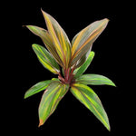 Cordyline fruticosa 'Orange Compacta' – Vibrant Compact Ti Plant