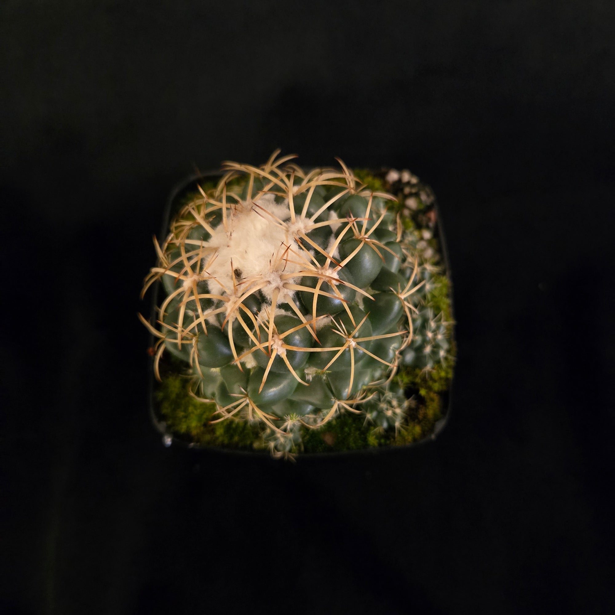 Coryphantha-elephantidens-plant-100-2