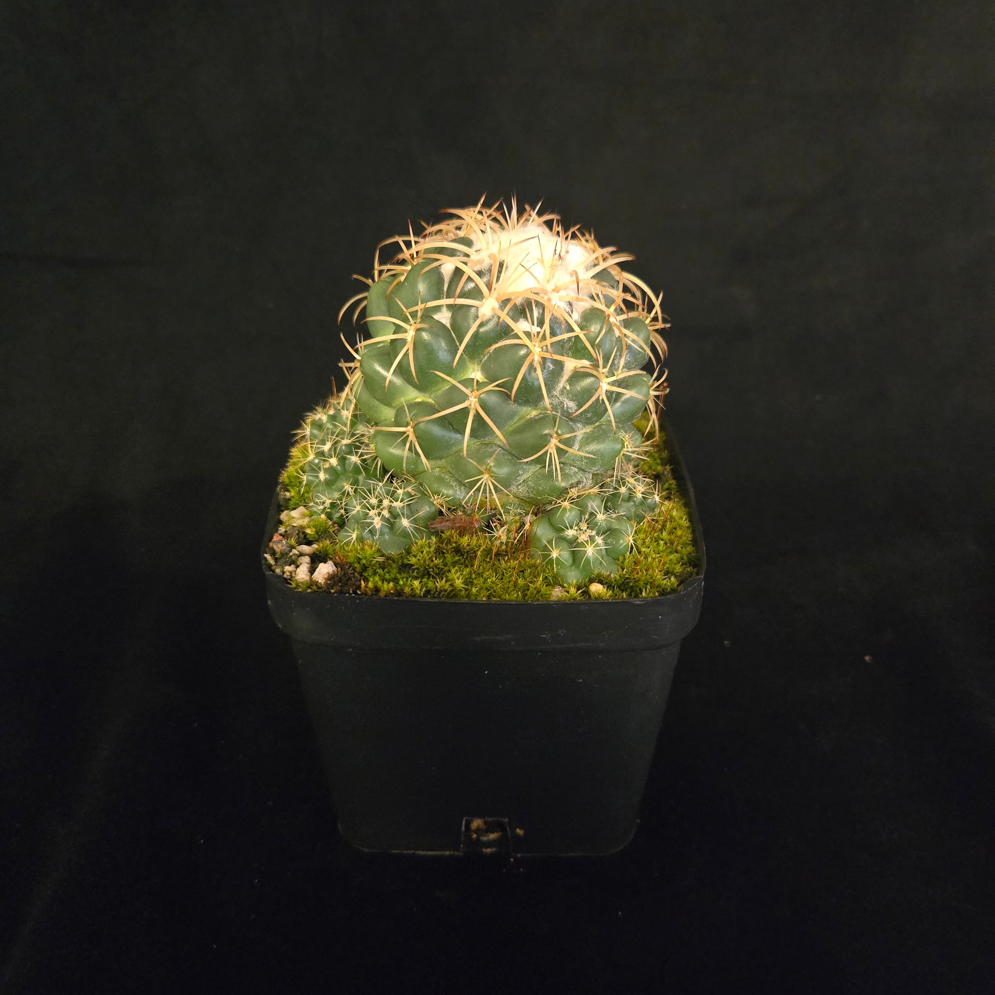 Coryphantha-elephantidens-plant-100