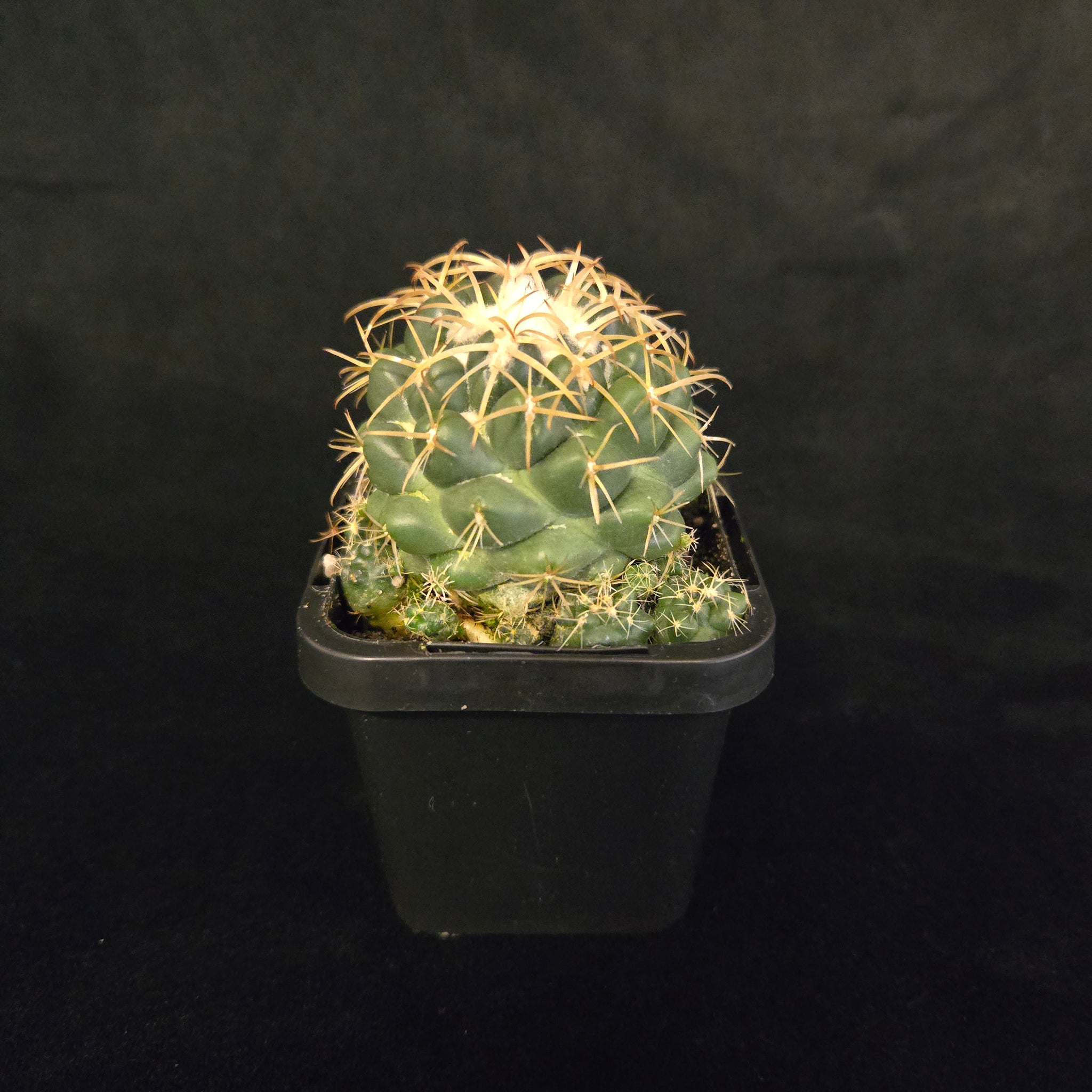 Coryphantha-elephantidens-plant-66-2