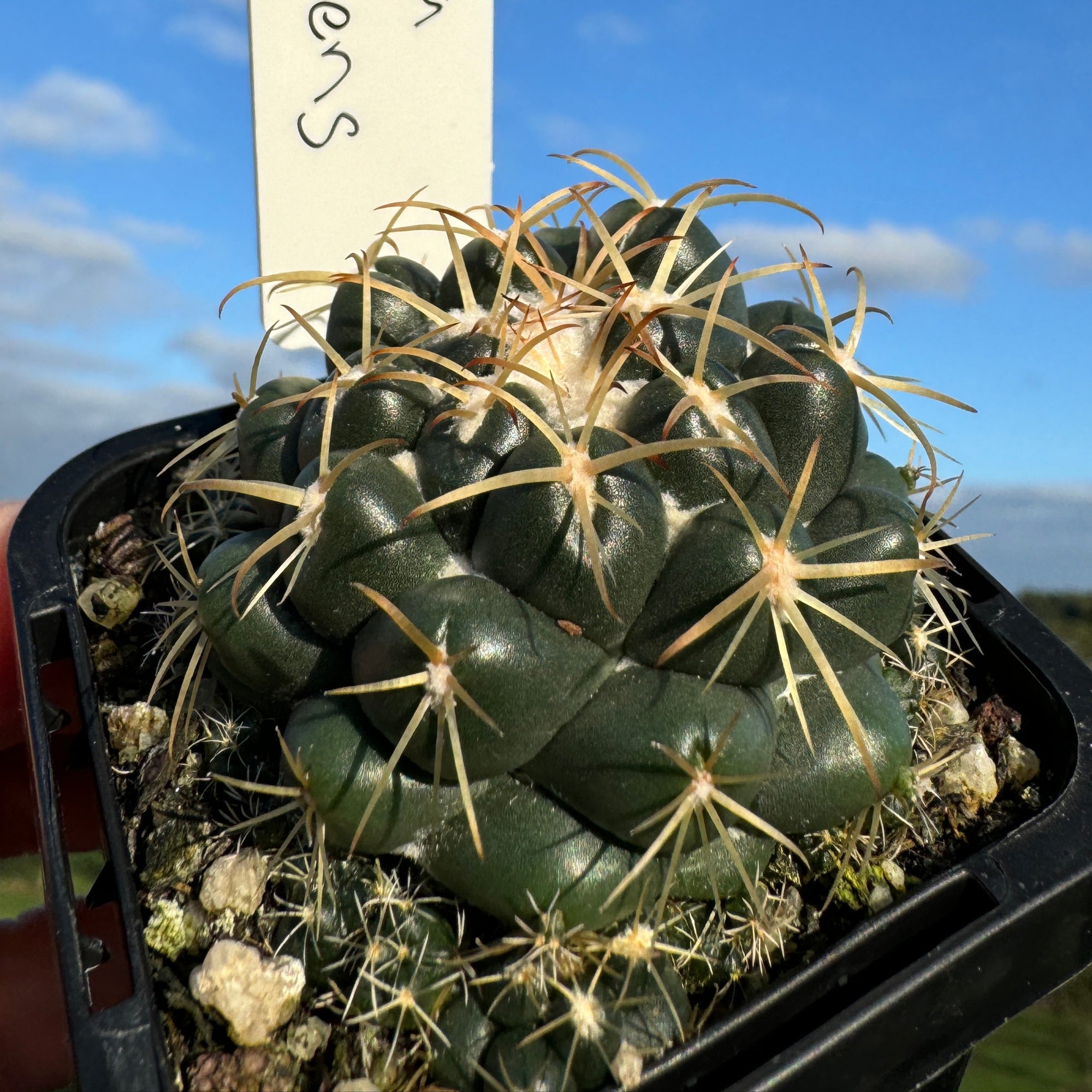 Coryphantha-elephantidens-plant-66