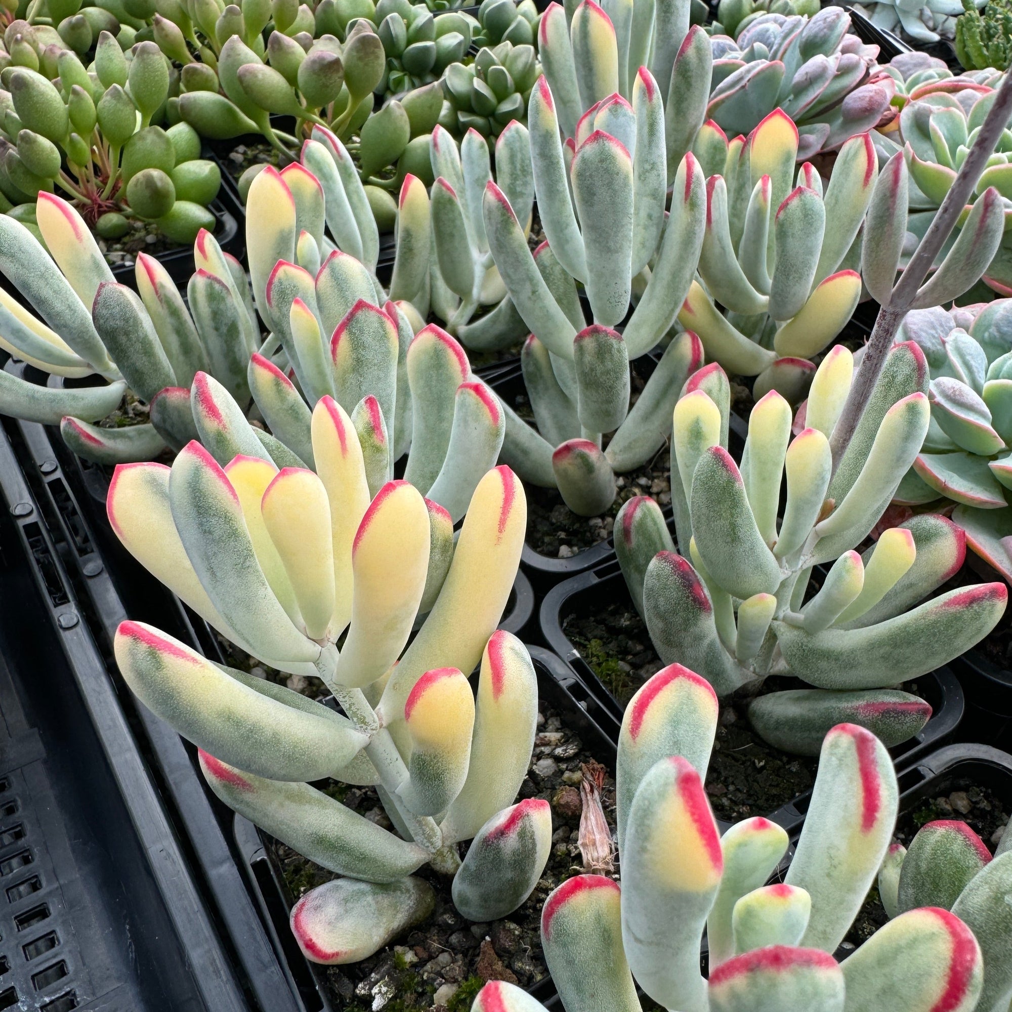 Cotyledon Orbiculata Variegated