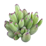 Cotyledon 'Warrior'