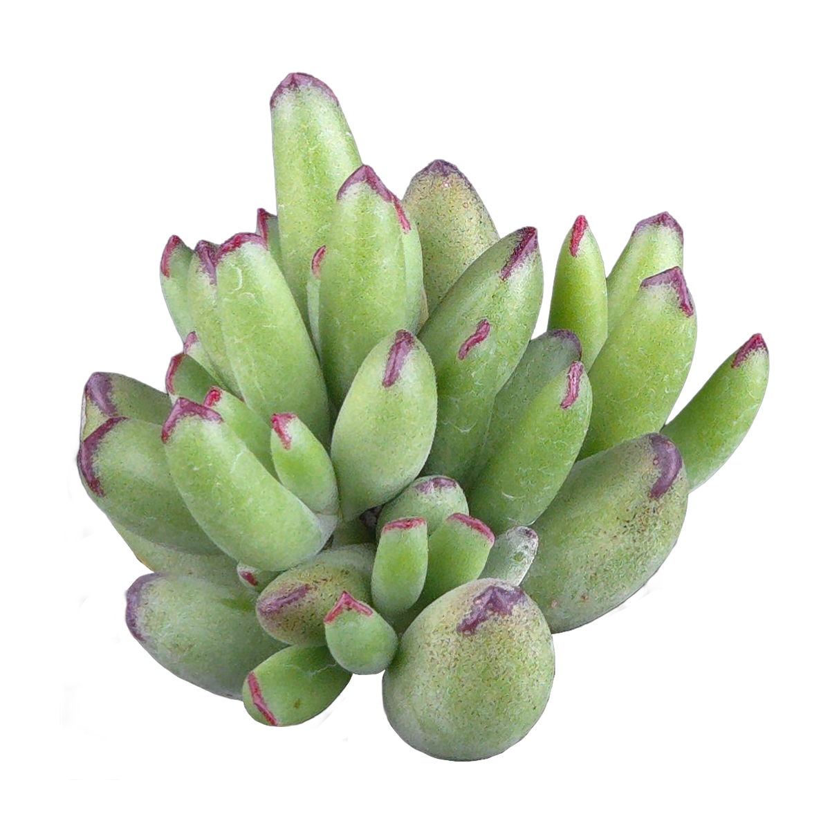 Cotyledon 'Warrior'