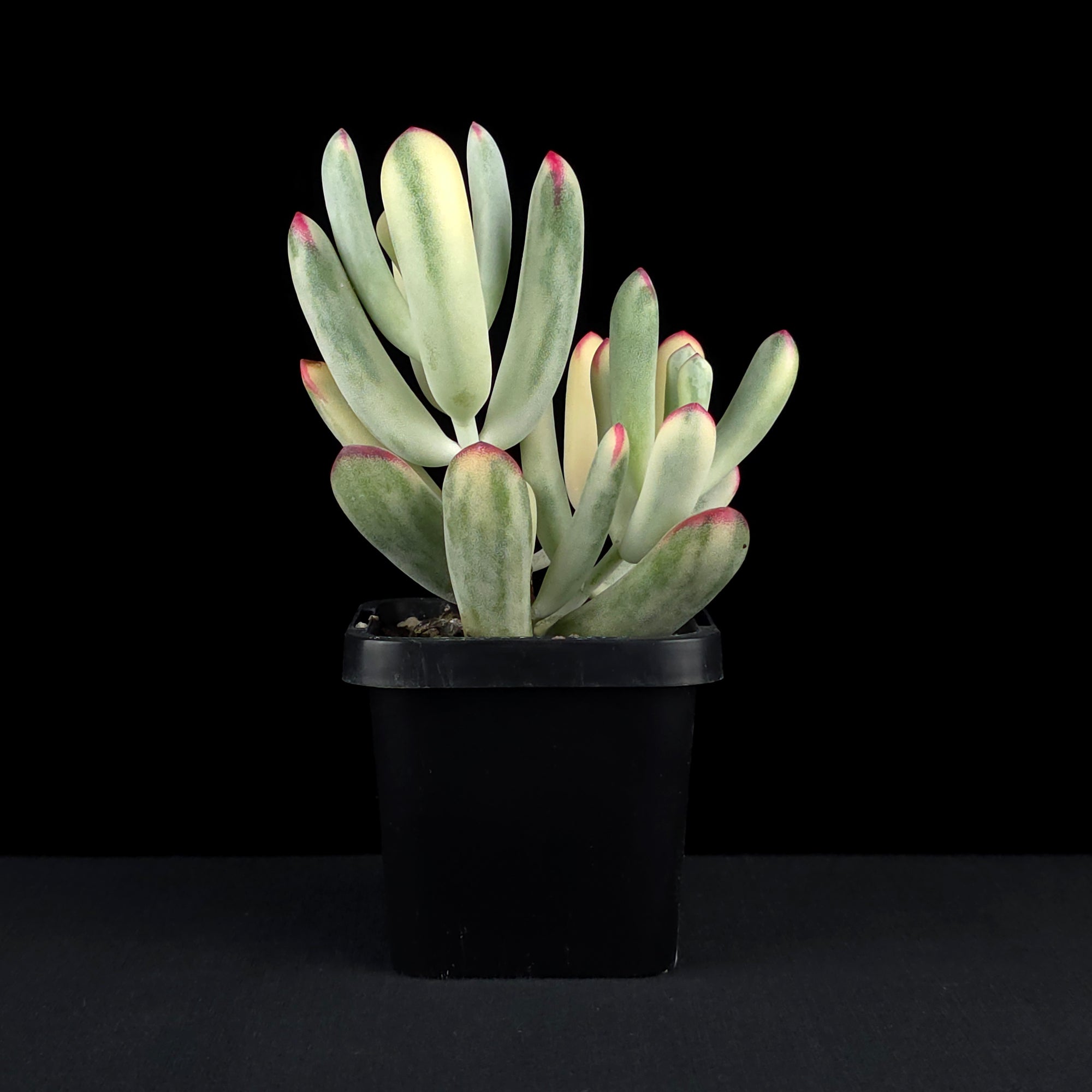 Cotyledon orbiculata 'Oophylla' variegated - NarrowLeaf Form