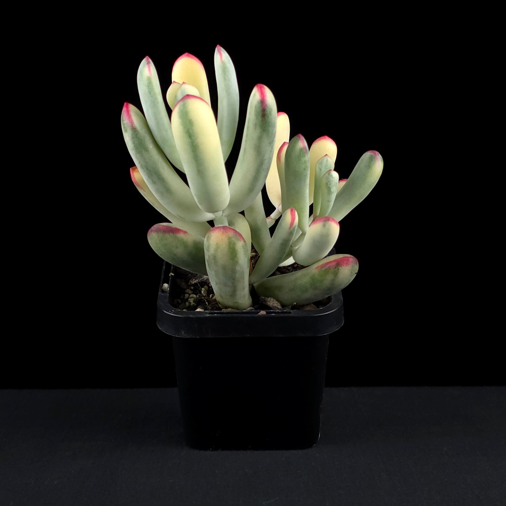 Cotyledon orbiculata 'Oophylla' variegated - NarrowLeaf Form