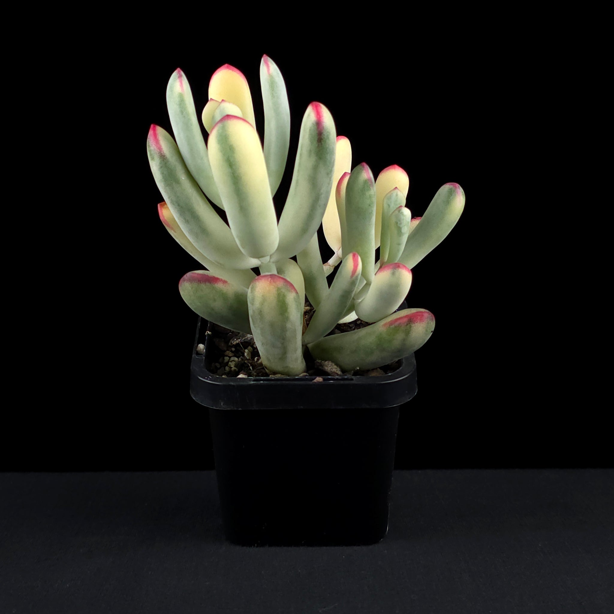 Cotyledon orbiculata 'Oophylla' variegated - NarrowLeaf Form