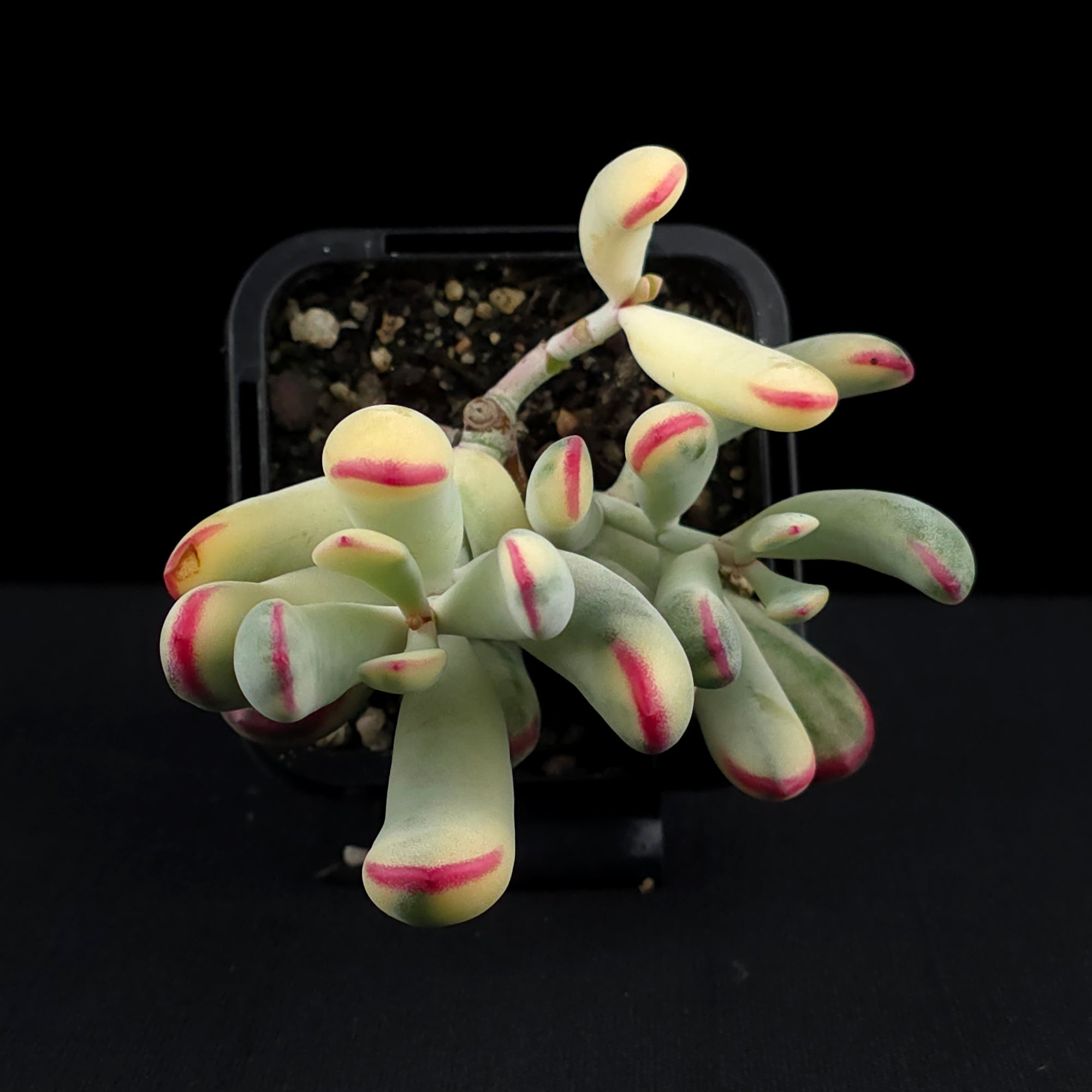 Cotyledon orbiculata 'Oophylla' variegated - NarrowLeaf Form