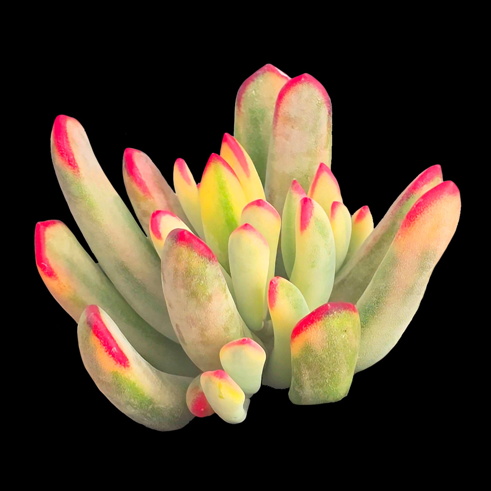 Cotyledon orbiculata 'Oophyllum' variegated – NarrowLeaf Form