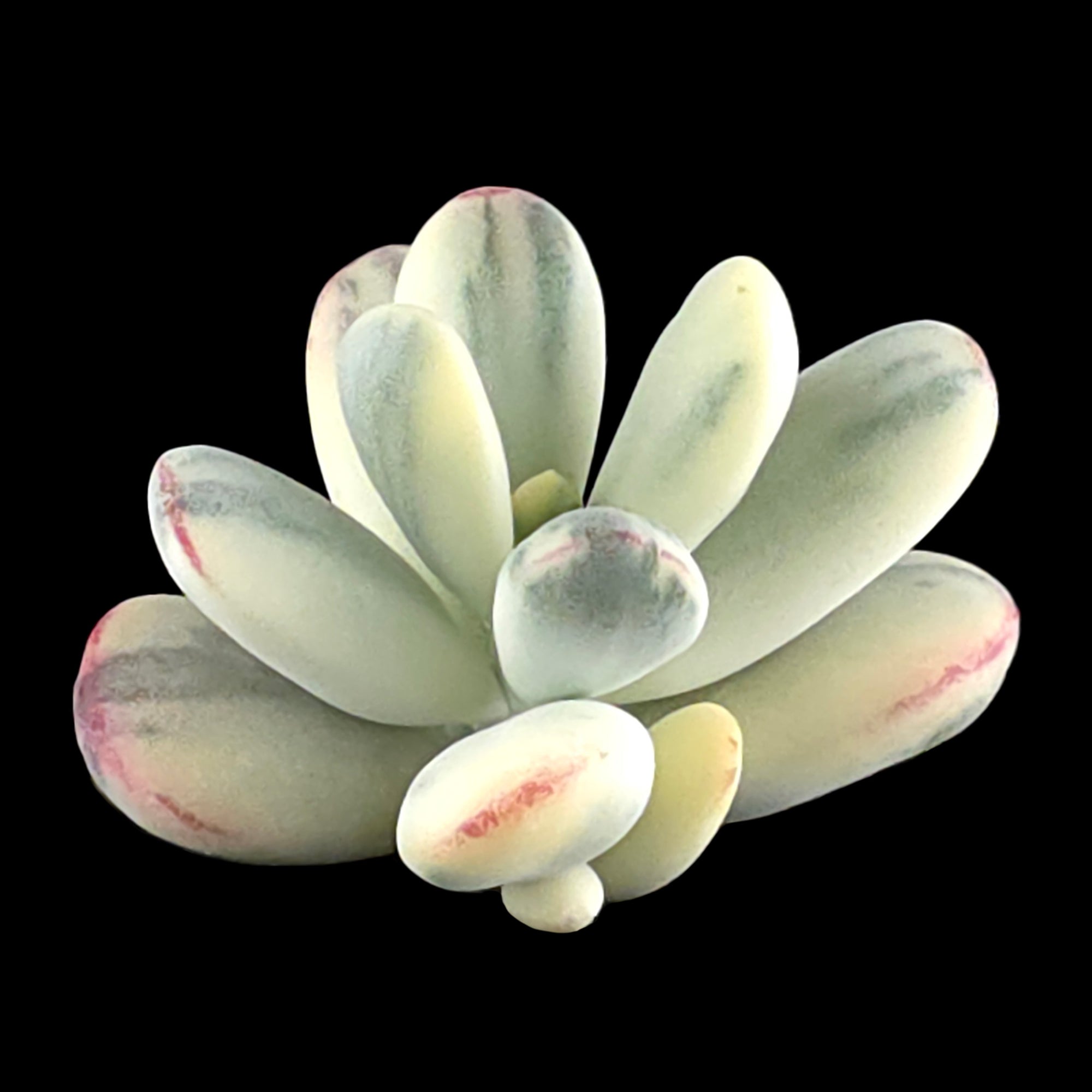 Cotyledon orbiculata Variegated