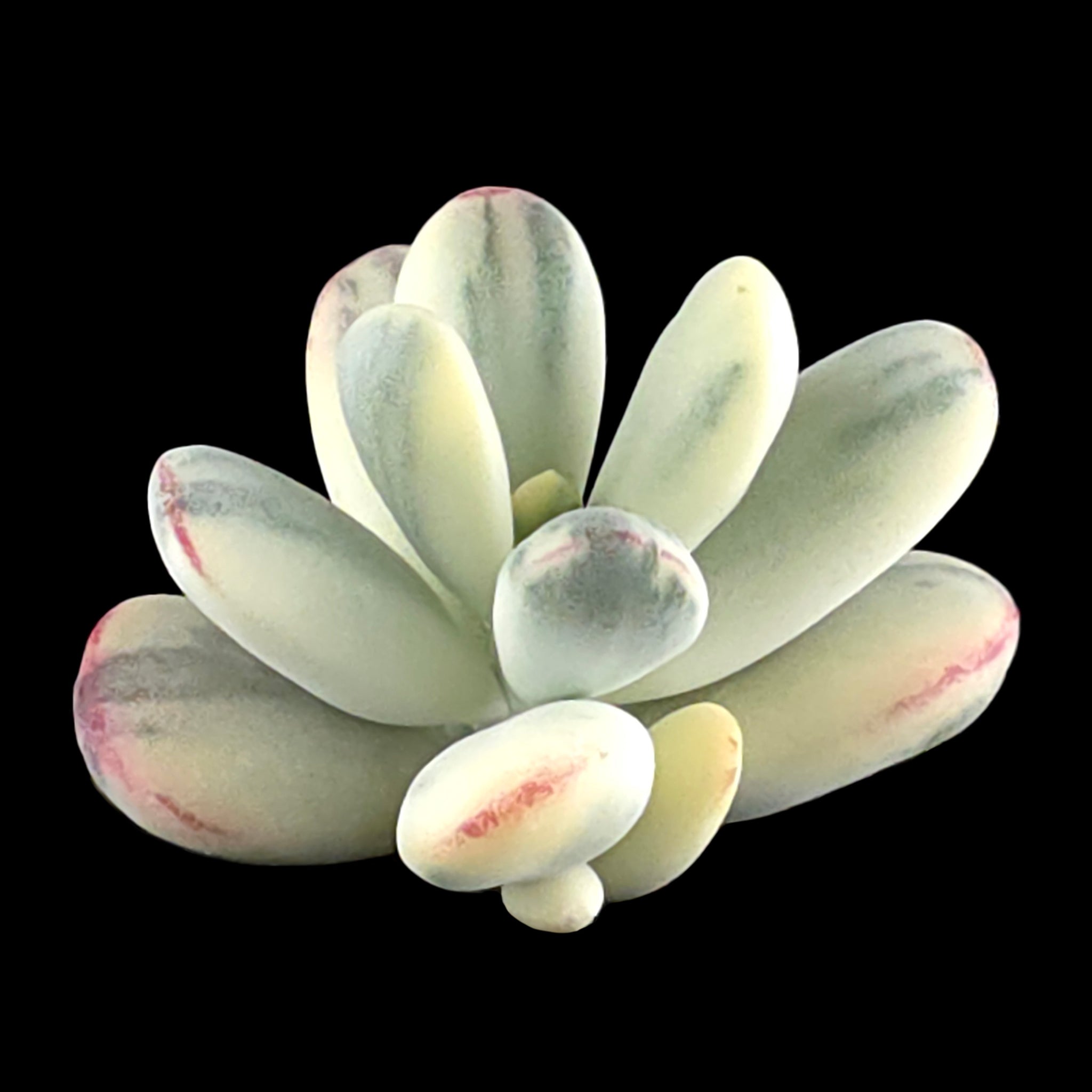 Cotyledon orbiculata Variegated