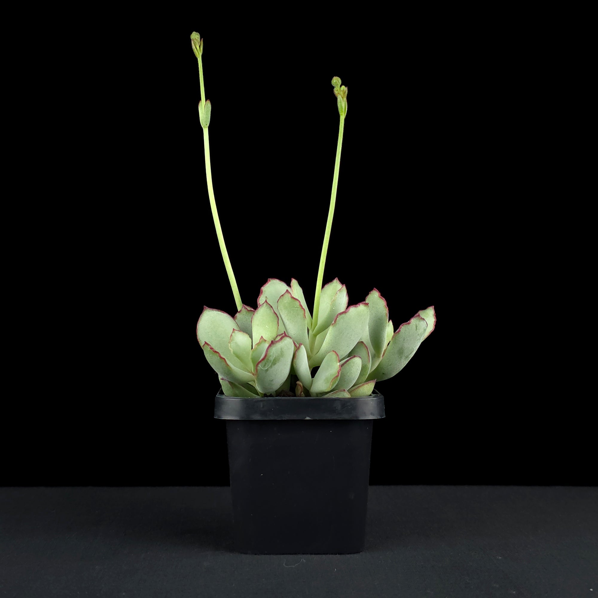 Cotyledon papillaris 'Choco Line'