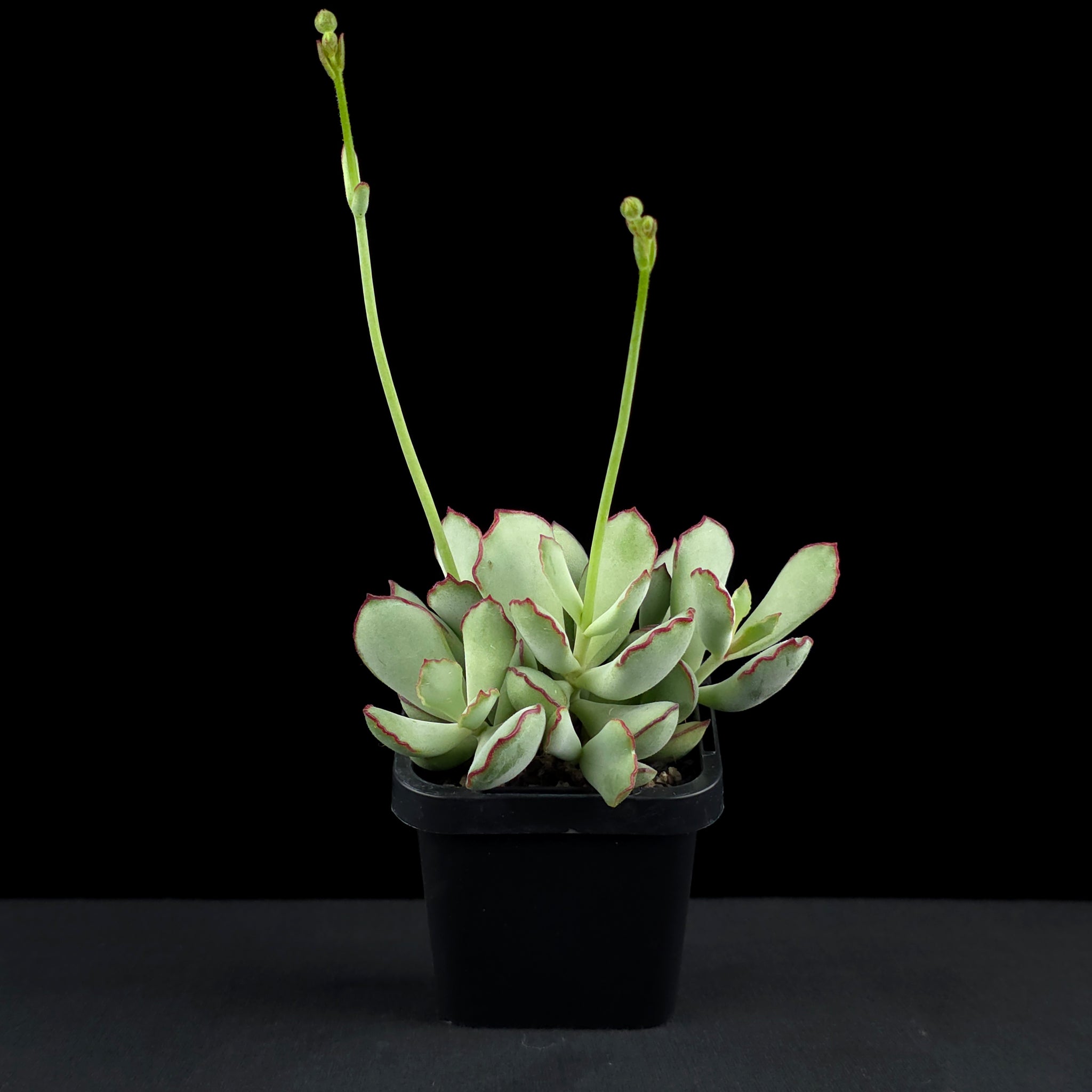 Cotyledon papillaris 'Choco Line'