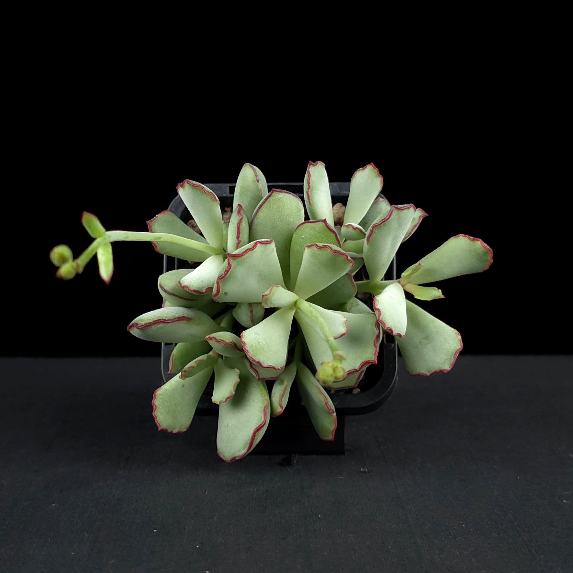 Cotyledon papillaris 'Choco Line'