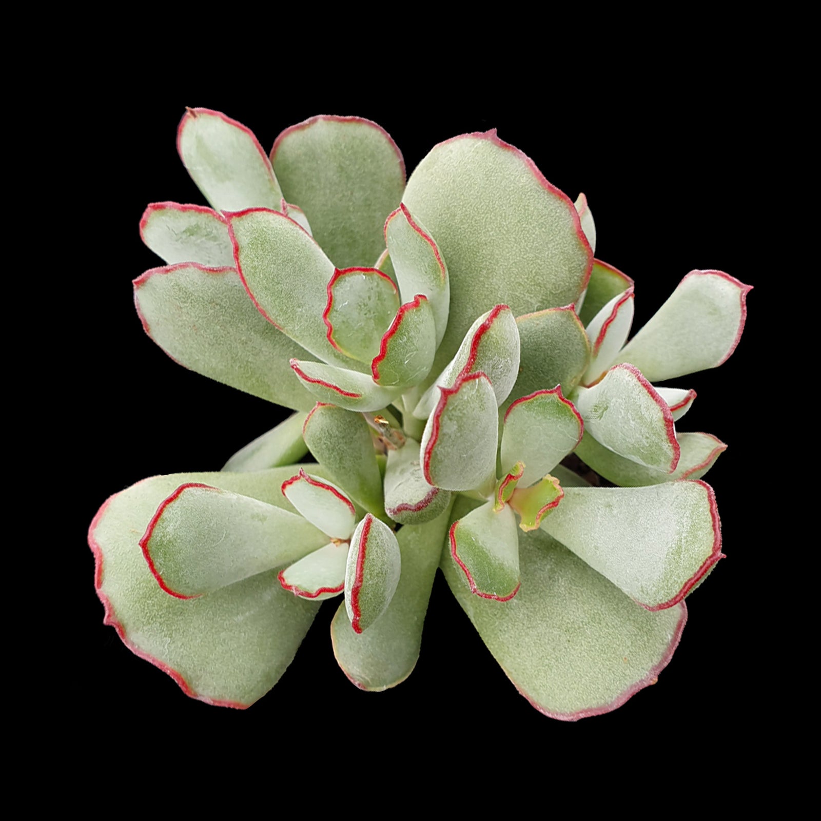 Cotyledon papillaris 'Choco Line'