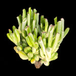 Crassula ovata 'Horntree White'