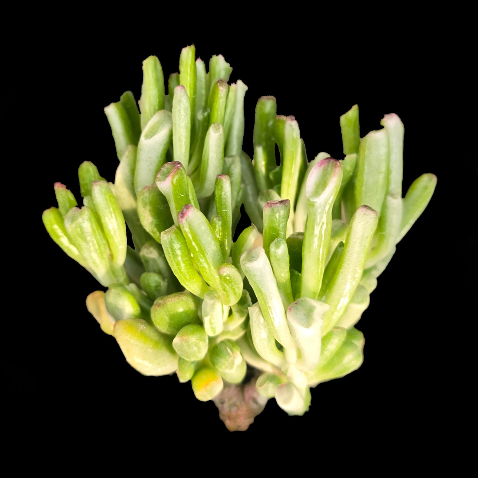 Crassula ovata 'Horntree White'