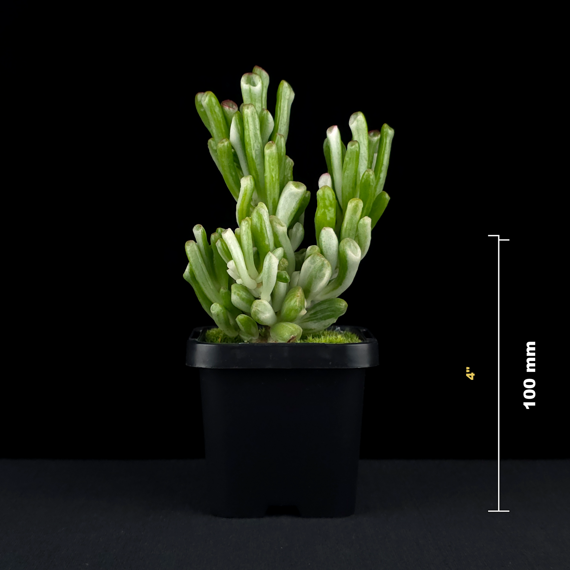 Crassula ovata 'Horntree White'