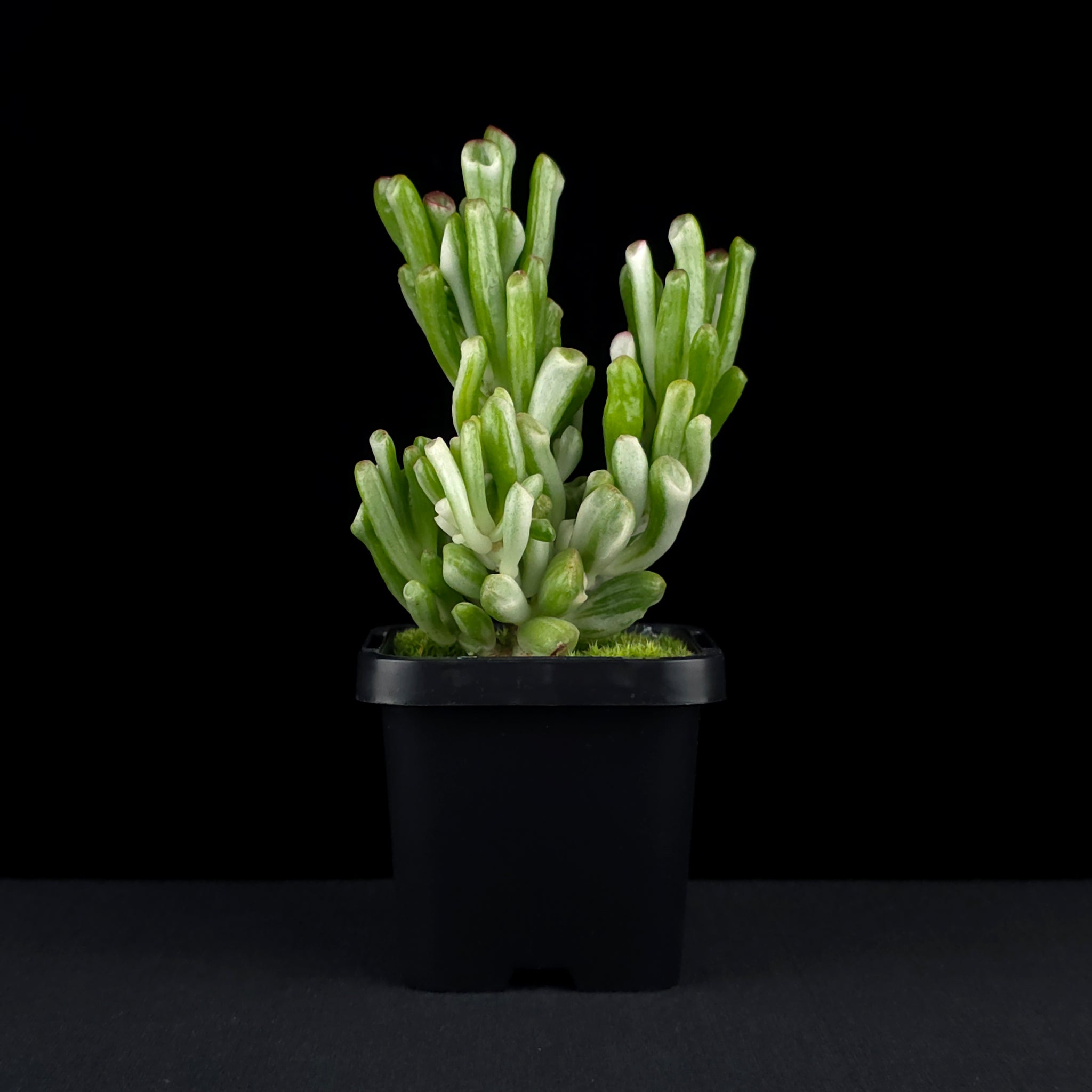 Crassula ovata 'Horntree White'