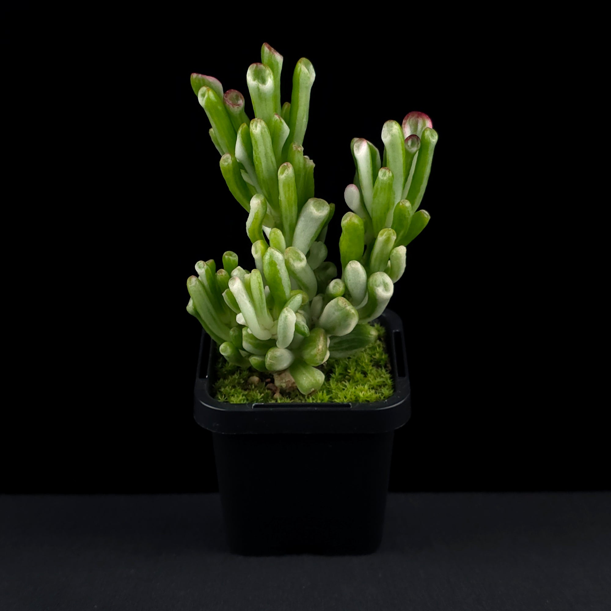 Crassula ovata 'Horntree White'