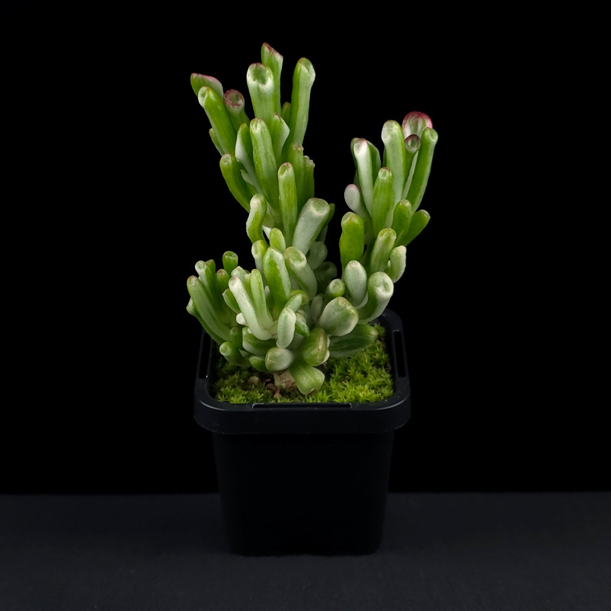 Crassula ovata 'Horntree White'