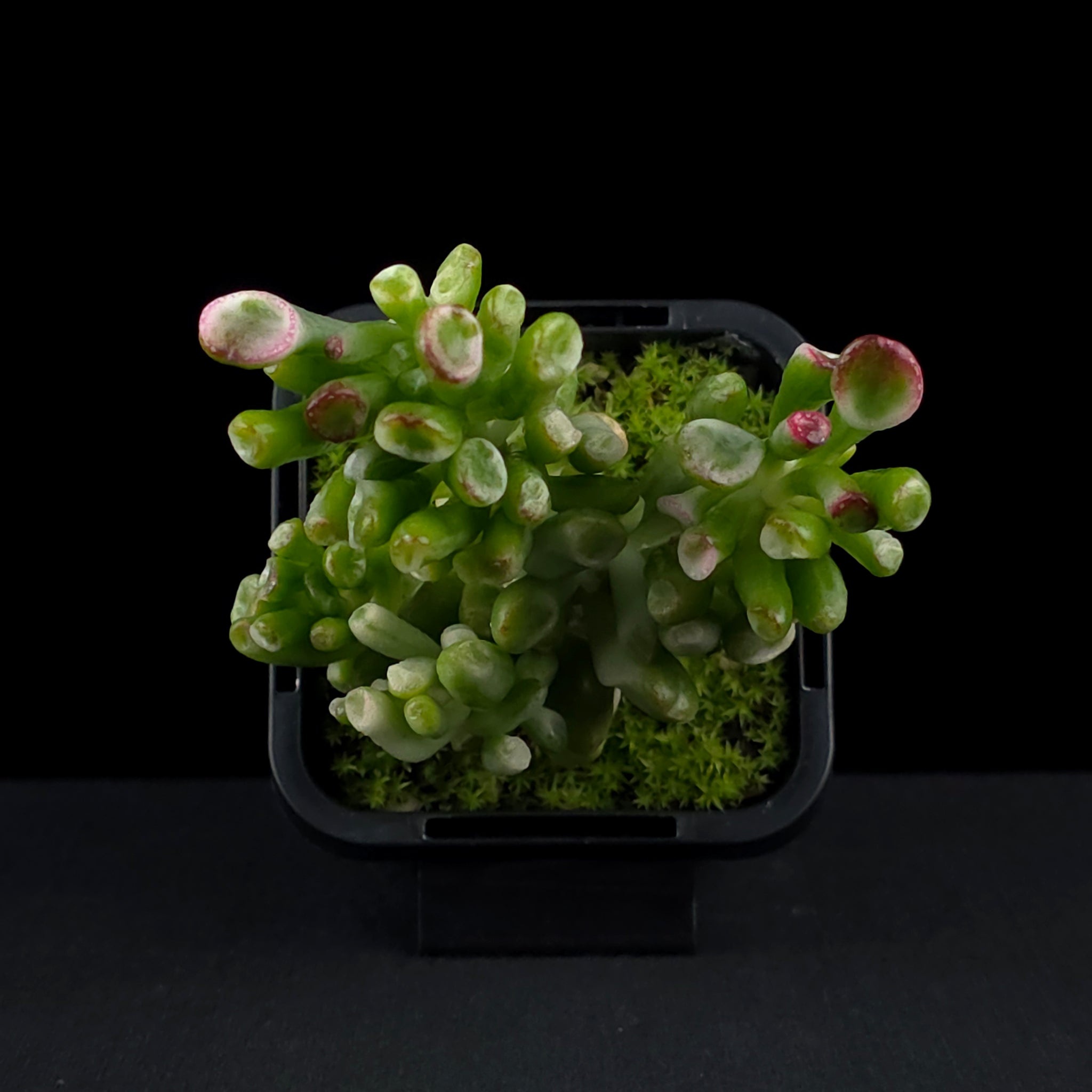 Crassula ovata 'Horntree White'