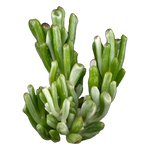 Crassula ovata 'Horntree White'