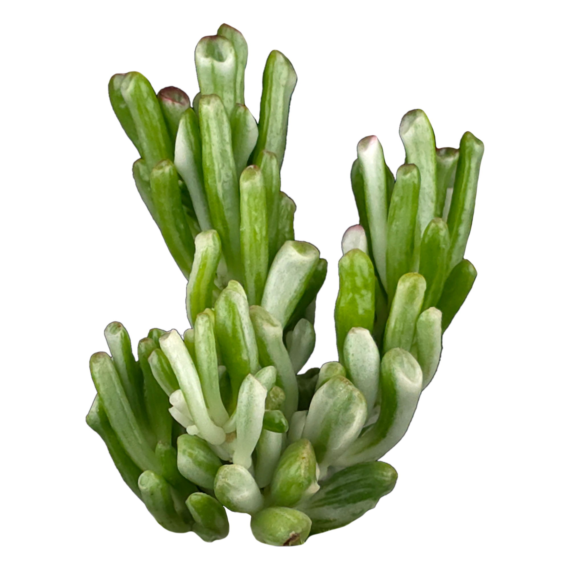 Crassula ovata 'Horntree White'
