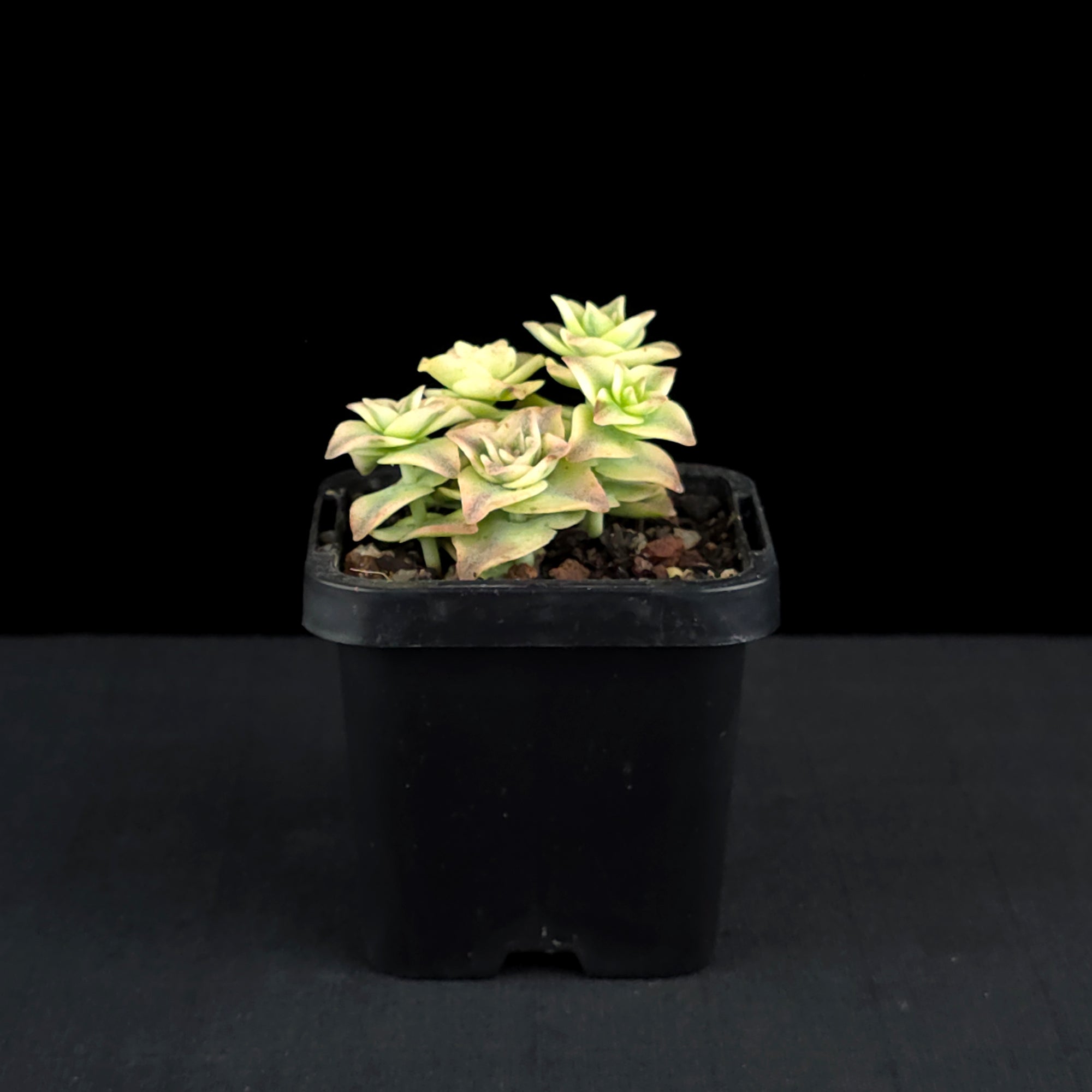 Crassula perforata variegata