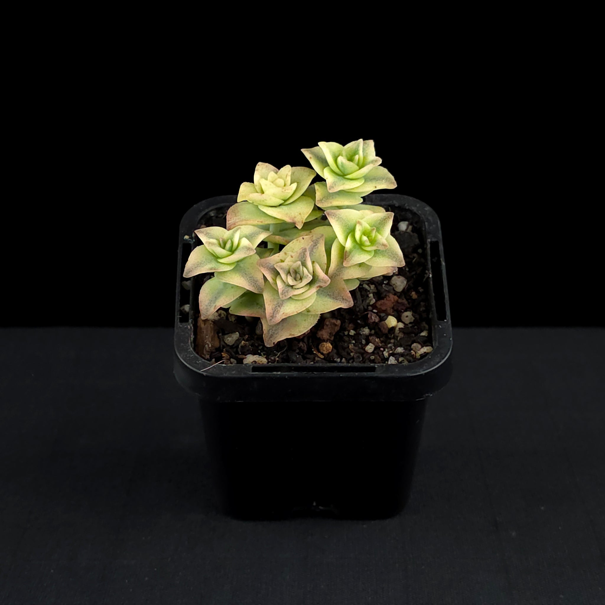 Crassula perforata variegata