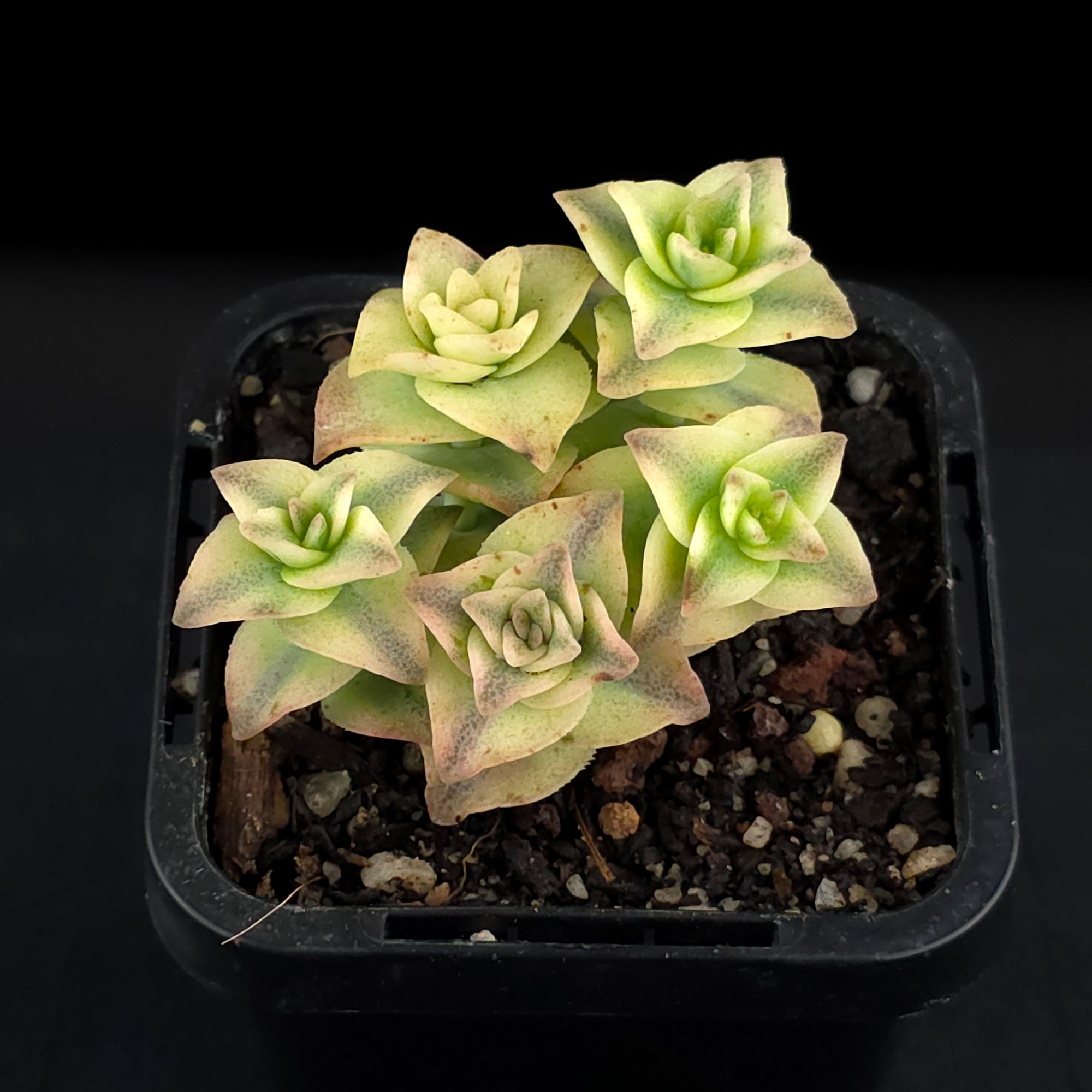Crassula perforata variegata