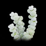 Crassula plegmatoides ‘Arta’
